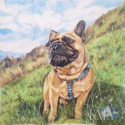French Bulldog Wilbert French Bulldog Wilbert