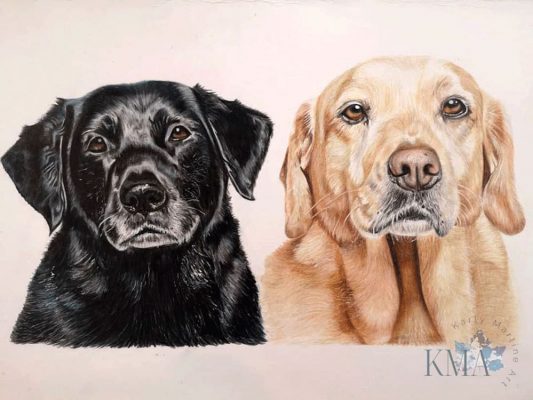 Black Labrador, Golden Labrador Black Labrador, Golden Labrador